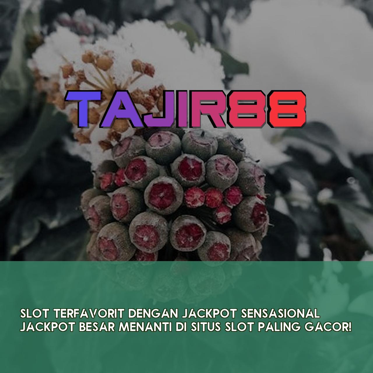 TAJIR88